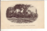 CPA Précurseur De Conakry (Guinée): Camayenne. Le Jardin D'essai, Vue Des Plantes. - Guinee