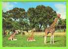 GIRAFFES IN THE SCOTTISH ZOO PARK / EDINBURGH / Carte écrite - Girafes