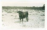 Postcard - Bull     (4712) - Bull