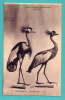 MARSEILLE - Le Muséum. Grue Couronnée (Oiseau Royal). Abyssinie - Musées