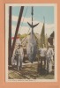 Shelburne Nova Scotia ( Poisson Fish,Tuna Fishing ) Canada Postcard  Carte Postale CPA - Otros & Sin Clasificación