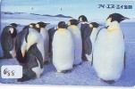 Télécarte Ancienne Japon * OISEAU MANCHOT  (888)  PENGUIN BIRD Japan * Phonecard * PINGUIN * - Pinguins