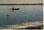 Etang De Mauguio   Scène De Pêche   Cpsm Format 10-15 - Mauguio