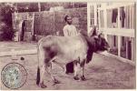 Nogent Sur MARNE...94...Jardin Colonial    Un Zébu.. Boeuf A Bosse - Nogent Sur Marne