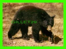 OURS - BLACK BEAR - OURS NOIR - PHOTO HALLLE FLYGARE - - Bären