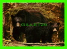 OURS - BLACK BEAR MOTHER WITH CUB - OURS NOIR AVEC SON BÉBÉ - WRITTEN IN 1977 - - Bears