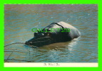 HIPPOPOTAMES - THE WATER'S FINE - LION COUNTRY SAFARI, CALIFORNIA - - Nijlpaarden