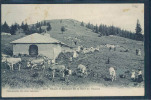 Vallorbe, Chalet Et Sommet De La Dent De Vaulion, Troupeau De Vaches, Animée, - Vaulion