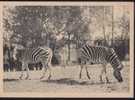 Zebra - Two Zebras, Moscow Zoo, Russia, 1928, Vintage Postcard - Zebre