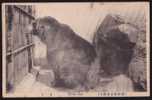 Bear - Ours - A Brown Bear In Cage, Osaka Municipal Tennoji Zoo, Japan, Vintage Postcard - Ours