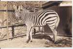 Zebra - A Zebra, Osaka Municipal Tennoji Zoo, Japan, Vintage Postcard - Zebre