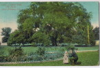 New Orleans   Lovers Oak  5061     City Park 1911 - New Orleans