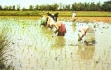 Rice Planters - Philippinen