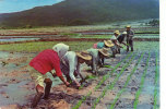 Rice Planting Scene - Philippines