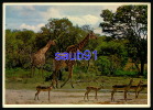 Girafes - Afrique Du Sud - South Africa - Réf: 22038 - Jirafas