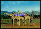 Girafes -  Batusoland -  Un Siècle Après Livingstone - Publicité Médicament Plasmarine -  Réf: 22039 - Girafes