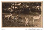 76 Parc Zoologique De CLERES - Antilopes Cervicapres - Clères