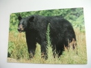 Orso Black Bears Ours Noirs - Beren