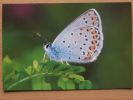 Polish Butterfly ( Plebejus Argyrognomon ) - Schmetterlinge