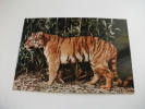 Tigre Panthera Tigris Asia - Tijgers