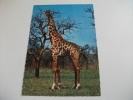 Giraffa Camelo Pardalis Africa - Giraffe