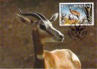 SENEGAL       WWF CARTE MAXIMUM NUM.YVERT  663     PROTECTION DE LA NATURE FAUNE    GAZELLE N DAMA - Maximum Cards