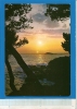 MT279 - Coucher De Soleil Crépuscule - Mer Rochers Pins (voir DescrIp 2 Scan) Circulé 1991 ARGELES 66 - Contre La Lumière
