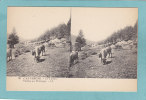 L ´ AUVERGNE.  -  Le Lioran.  -  Vaches Au Paturage. -  BELLE  CARTE STEREO  - - Cartoline Stereoscopiche