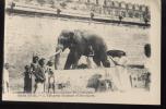 INDE.......TRICHINOPOLY. .L ELEPHANT DE CRIRANGAM....NON ECRITE.....‹(•¿•)› - India