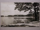 Lausiger Teich Bei Pretzsch (Elbe) - Bad Schmiedeberg