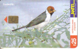 Uruguay-tc-132a-aves (serie 7)-cardenilla-8/2000-tirage-200.000-used+1 Card Prepiad Free - Águilas & Aves De Presa