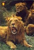 FAUNA - ANIMAIS -Nº 26 Animales Salvajes - Lions