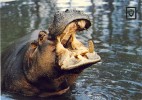 FAUNA - ANIMAIS - Nº 33 Animales Salvajes - Hippopotamuses