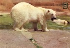 FAUNA - ANIMAIS - Nº 37 Animales Salvajes - Bären