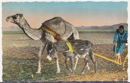 Carte Postale CP - ANIMAL  -CHAMEAU & ANE - CAMEL & DONKEY Postcard - KAMEL & ESEL Postkarte AK - 22 - Anes