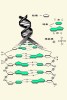 ( AN03-058  ) @      DNA Chemistry Biochemistry Gene  .   Pre-stamped Card  Postal Stationery- Articles Postaux - Chimie