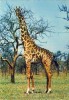 FAUNA - ANIMAIS - GIRAFA - Giraffen