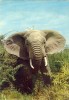 FAUNA - ANIMAIS - ELEFANTE - AFRICA - Olifanten