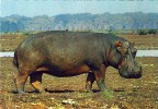 FAUNA - ANIMAIS - HIPOPOTAMO - AFRICA - Hippopotamuses