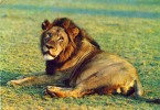 FAUNA - ANIMAIS - LEÃO - AFRICA - Lions