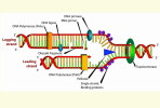 [NZ08-094  ]    Chemistry Gene DNA Biochemistry, Postal Stationery --Articles Postaux -- Postsache F - Chemistry