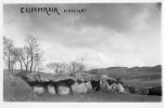 COMMANA (29) Carte Photo Vue Du Dolmen Menhir - Sonstige & Ohne Zuordnung