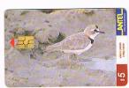 URUGUAY - ANTEL (CHIP) - 1999 BIRDS: CHORLITO DE COLLAR (CHARADRIUS COLLARIS)  - USED  -  RIF. 2065 - Passereaux