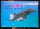 CPM  Faune Animaux  Dauphin " Un Petit Salut En Passant " - Dolfijnen