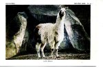 LAMA PEROU MAMMIFERES PREMIERE SERIE N ° 6 FORMAT 20CMX 14CM GLACEE - Album & Collezioni