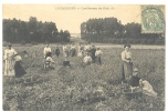 95 // LUZARCHES   Cueilleuses De Pois  (2) - Luzarches