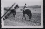 19..CORREZE..CHEVAUX..POMPADOUR...COURSE DU 22/08/54...10 PHOTOS AVEC SES NEGATFS.....NON..... ECRITE....‹  (•¿•)› - Arnac Pompadour