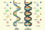 [NZ08-087  ]    Chemistry Gene DNA Biochemistry, Postal Stationery --Articles Postaux -- Postsache F - Chemistry