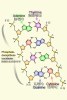 [NZ08-079  ]    Chemistry Gene DNA Biochemistry, Postal Stationery --Articles Postaux -- Postsache F - Chemistry