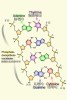[NZ08-079  ]    Chemistry Gene DNA Biochemistry, Postal Stationery --Articles Postaux -- Postsache F - Chimie